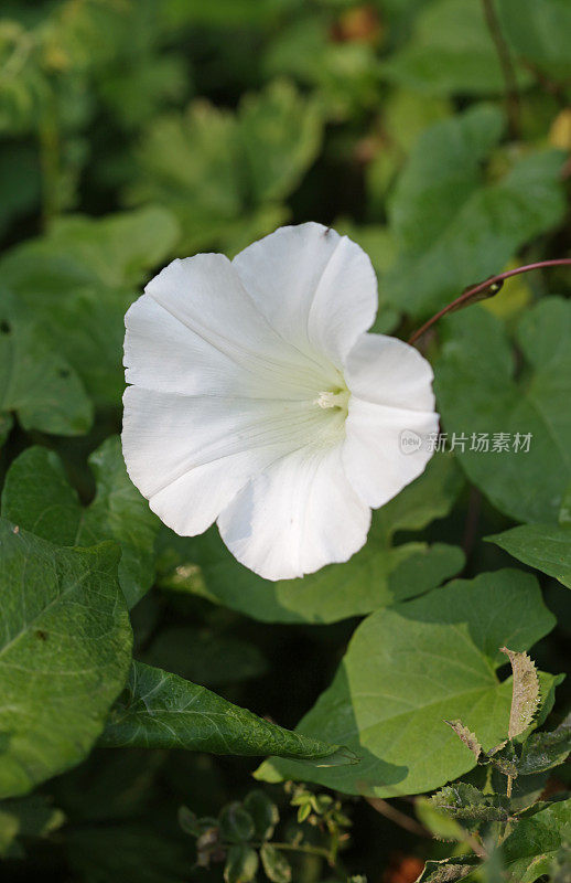 野旋花(convolus arvensis)